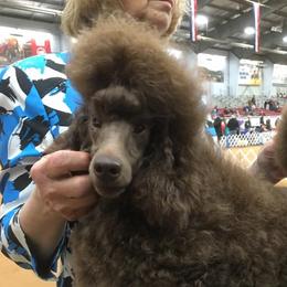 Leroy - Poodle