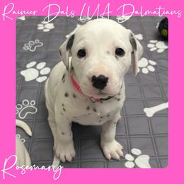 Dalmatian Puppies from Rainier DALS LUA Dalmatians of Washington