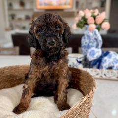 Purple Collar - Black and tan female Irish Doodle puppy in Indiahoma, Oklahoma from Farm Fresh Doodles