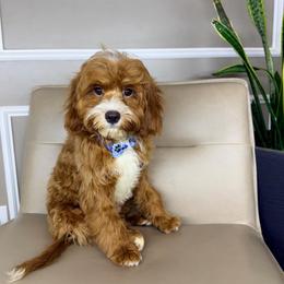 Milo - Red male Cavapoo puppy in Melissa, Texas from Southern Love Cavapoos & Maltipoos