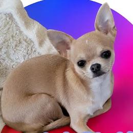 Gypsy - Chihuahua