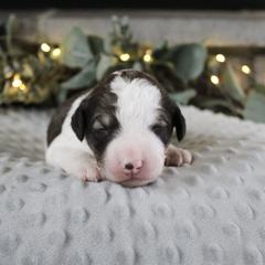 Rocket - White and gold male Bordoodle puppy in Ashland, Ohio from Cherry Blossom Doodles