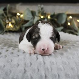 Rocket - White and gold male Bordoodle puppy in Ashland, Ohio from Cherry Blossom Doodles