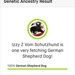 IZZY - German Shepherd