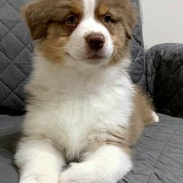 " Sweet girl available now.   3-4-2022" Australian Shepherd Puppies from Cedar Hill Australian Shepherds
