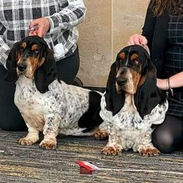 Basset Hounds from Silvan Bassets