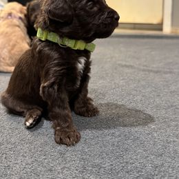 Chief - Australian Labradoodle puppy from Stony Brook Australian Labradoodles