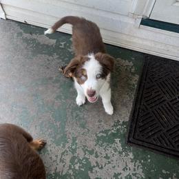 Australian Shepherd Puppies from Aussie Odyssey