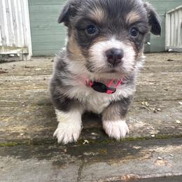 Coral (pink) fluffy - Blue female Pembroke Welsh Corgi puppy in East Oakdale, California from Rhettro Kennels
