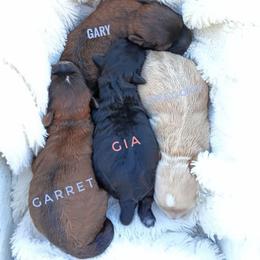 Gia - Black female Shihpoo puppy in Mifflintown, Pennsylvania from Curls & Paws Canines