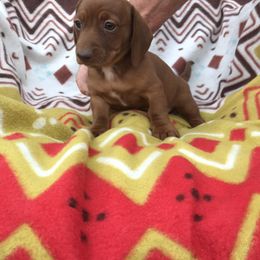 Dachshund Puppies from Mohawk Creek Dachshunds