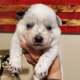 Ear patch plain face - Blue mottled female Australian Cattle Dog puppy in Lenoir, North Carolina from Blue Coyote Ranch