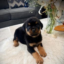 Arko - Black and mahogany male Rottweiler puppy in Denver, Colorado from DR