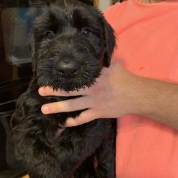 Giant Schnauzer Puppies from Mandy’s Giant Schnauzers