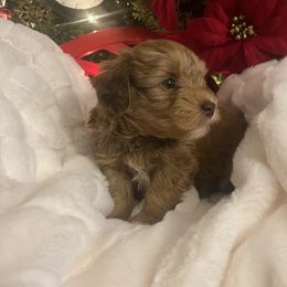 Titania (Delilah) - Wheaten female Miniature Schnauzer puppy in Menifee, California from Moonshine’s Minis