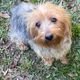 Gemma - Yorkshire Terrier