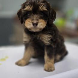 Flopsy - Chocolate female Goldendoodle puppy in Decatur, Tennessee from Diamond's Doodles