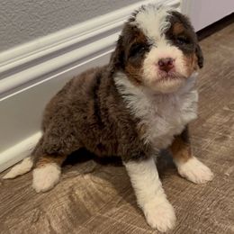 Loki - Merle male Bernedoodle puppy in Los Angeles, California from Bernied00dle Love