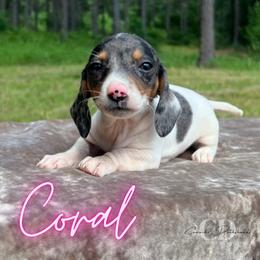 Dachshund Puppies from Camacho_Dachshunds