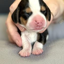 Pink Collar - Black white and tan female Beagle puppy in Las Vegas, Nevada from Hound Kings