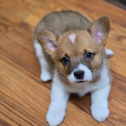 Sable Girl - Sable and white female American Corgi puppy in Clovis, New Mexico from Sweet & Salty Cowdogs