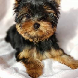 Yorkshire Terrier Puppies from LuvStruck Yorkies