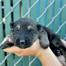 Fuji - Green boy - Bi-color male German Shepherd puppy in Oakley, California from Von Guadachi German Shepherds & Audacity Border Collies