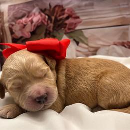 Ranger - Cream male Goldendoodle puppy in The Woodlands, Texas from Gracie's Goldendoodles and Bernedoodles