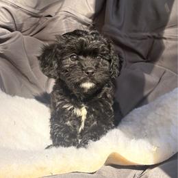 Cedar - Black male Cavapoo puppy in Orinda, California from Amore Cavaliers