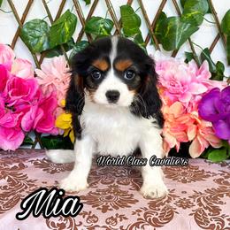 Mia - Tri-color female Cavalier King Charles Spaniel puppy in Hollywood, Florida from World Class Cavaliers