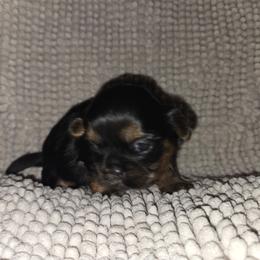 Cassie - Black and tan female Shih Tzu puppy in Fairview Park, Ohio from Sunshine Shih tzus