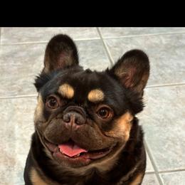 Pelusa - Liver female French Bulldog puppy in Asheville, Texas from MTO KENNELS