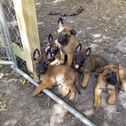 Belgian Malinois Puppies from Heavenly Firefly Belgian Malinois