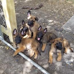 Belgian Malinois Puppies from Heavenly Firefly Belgian Malinois