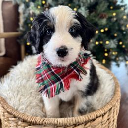 Smores - male Australian Mountain Doodle puppy in Taylors, South Carolina from Aspen Mountain Doodles LLC