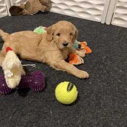 Goldendoodle Puppies from Dapper Doodles of Tennessee