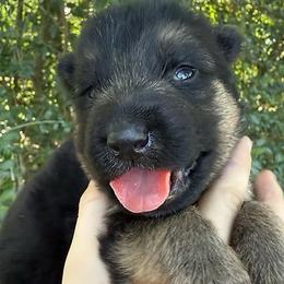 Uma - Black and red female German Shepherd puppy in Marianna, Florida from Haus M Godwin