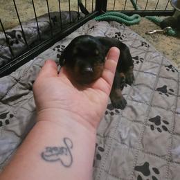 Phoenix - Black and rust female Doberman Pinscher puppy in Mount Orab, Ohio from Heyne Kennels