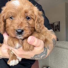 Macchiato (Mac) - Red male Bernedoodle puppy in Peoria, Arizona from Wroth's Paws