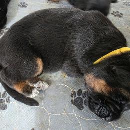 Yellow Boy - Black and red male German Shepherd puppy in Lewistown, Missouri from Ewig Krieger Kennels