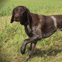German Shorthaired Pointers from Pro Shot Gundogs