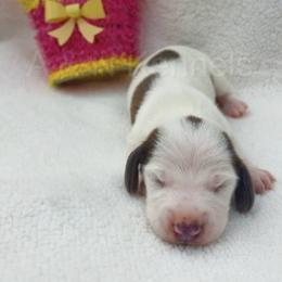 Male 2 - Piebald male Dachshund puppy in Brandon, Mississippi from A & N Kennels