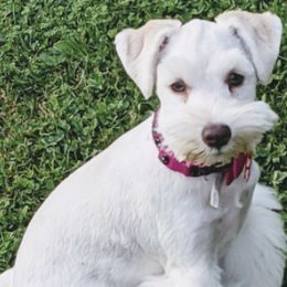 Miniature Schnauzers from Her Mini Schnauzer’s by MizMarilynP