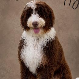 Kira - Bernedoodle