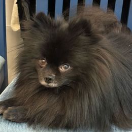 Lily - Pomeranian