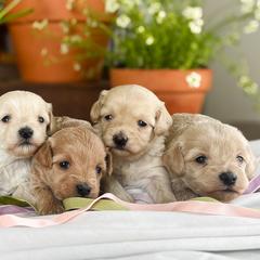 Assorted Doodle Crosses, Cotons de Tulear, and Poodles from Auburn Hill Puppies