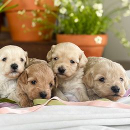 Assorted Doodle Crosses, Cotons de Tulear, and Poodles from Auburn Hill Puppies