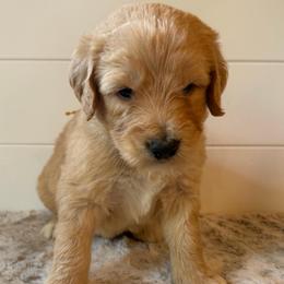 Yellow Collar Boy - Red  male Goldendoodle puppy in San Augustine, Texas from Vintage Doodles