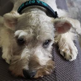 Miniature Schnauzers from Lockwood Schnauzers