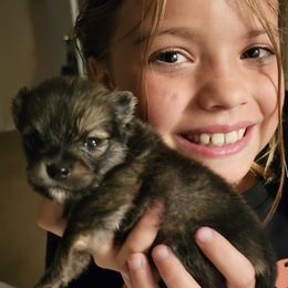 Pomeranian Puppies from Moon Howlers Pomeranians